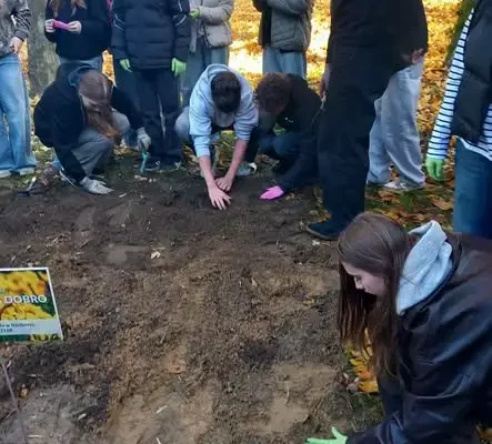 Pole Nadziei przy szkole – uczniowie sadzili żonkile dla hospicjum